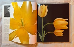 BRAND NEW!!! Tulips Photography Book Hardcover Book with Dust Jacket
