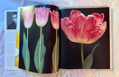 BRAND NEW!!! Tulips Photography Book Hardcover Book with Dust Jacket