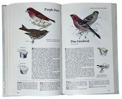 Reader’s Digest Book of North American Birds 1990 600 Species 576 Pages Illos