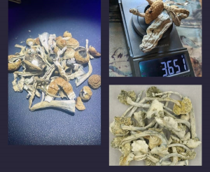 Zauberpilze Kaufen Sie Zauberpilze Österreich Austria